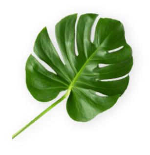 leaf image